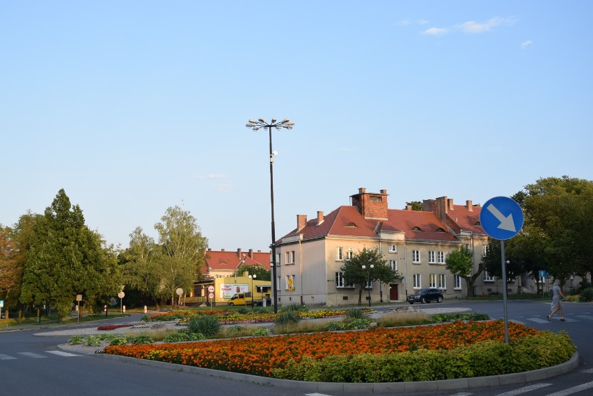 Tysiące kwiatów posadzonych zostanie na chełmskich rondach, placach i skwerach 