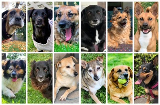 Te psy czekają na adopcję. Kliknij w kolejne zdjęcia i dowiedz się więcej na temat tych czworonogów