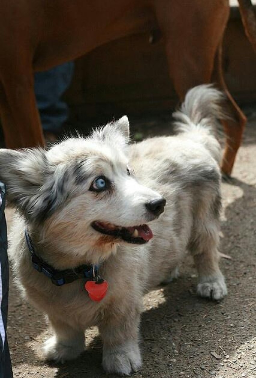 Labradorgi i corgle, czyli co powstanie z połączenia corgi z...