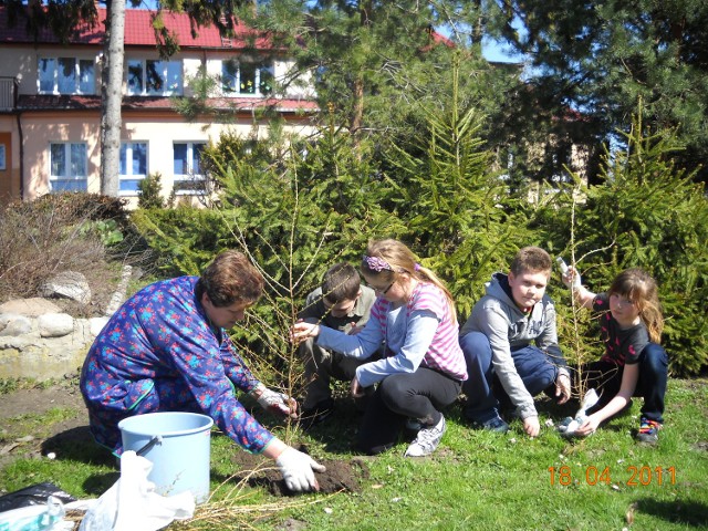 Sadzenie drzew w Koźlinach