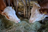 Pandemia wciąż rozdaje karty na rynku mięsa i mleka?