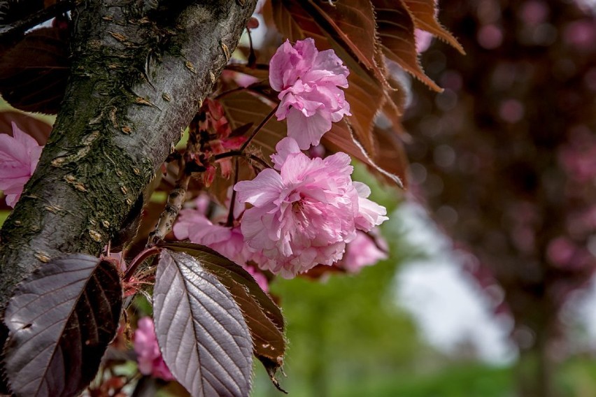 Arboretum w Wojsławicach będzie otwarte! To najbardziej pachnące mejsce na Dolnym Śląsku?(ZDJĘCIA)