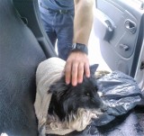 Strażnicy w Komornikach uratowali psa. Zwierzę było w złym stanie