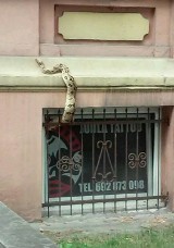 W śródmieściu Gorzowa wąż boa wyszedł przez okno na "spacer"