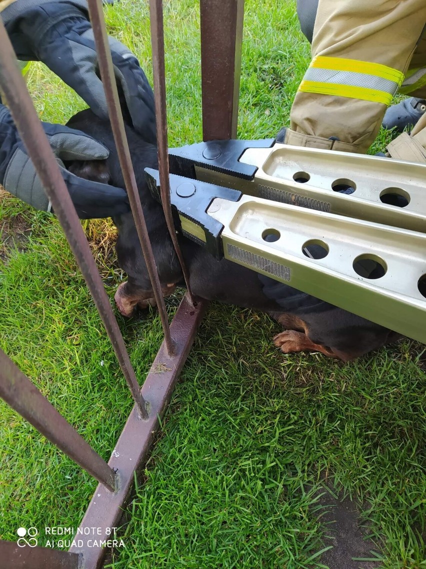 Strażacy z Będkowa uratowali uwięzionego w ogrodzeniu psa [ZDJĘCIA]