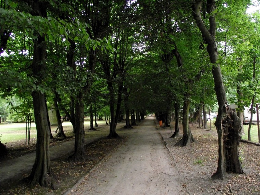 Jaki los czeka zbąszyńskie stare graby? Park miejski w Zbąszyniu