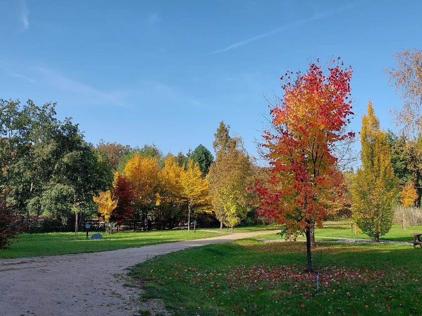 Jak i kiedy można zwiedzać Arboretum Leśne w Stradomi...