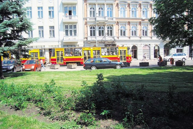 Krzaczek konopi rósł między różami na trawniku