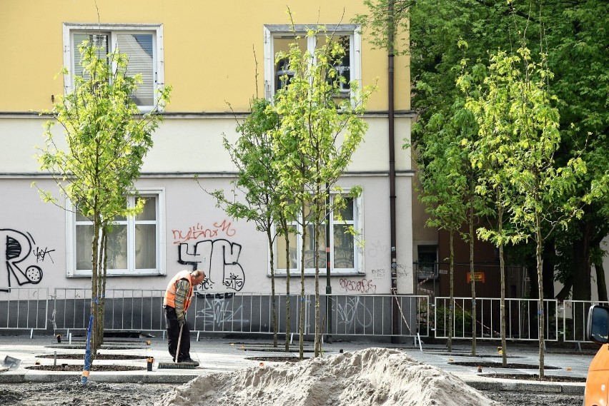 Na placu św. Sebastiana w Opolu są już 32 nowe drzewa....