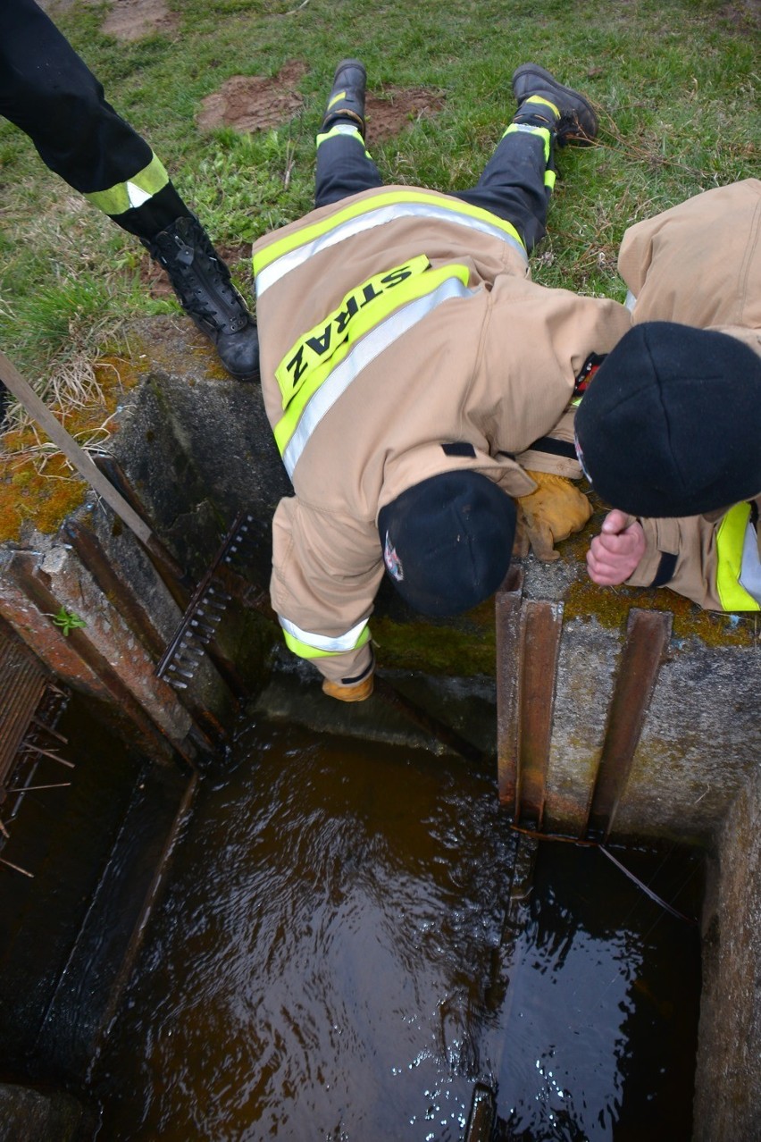 Strażacy z OSP w Brodach uratowali bobra