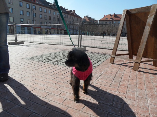 Schronisko dla zwierząt w Bytomiu organizowało akcję adopcyjną na Rynku