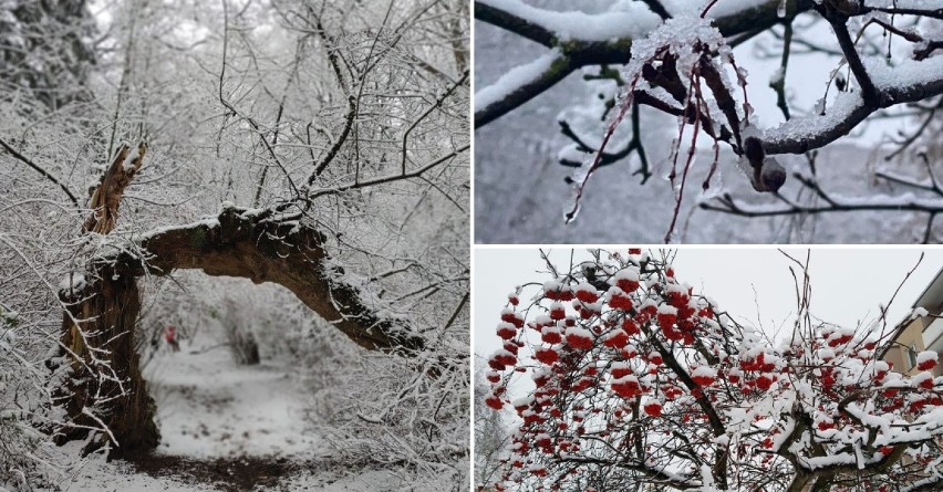 Pierwszy śnieg w Szczecinie i regionie ucieszył nie tylko...