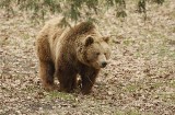 Niedźwiedzie buszują po ulicach Zakopanego