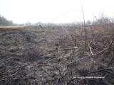 Pożary traw w Mysłowicach. Palił się budynek gospodarczy