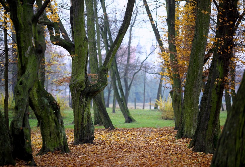 Ochrona drzewostanu Parku Miejskiego w Łasku