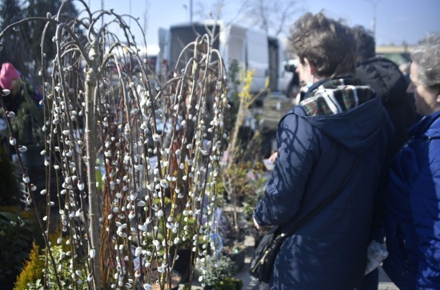 Na targowisku Korej w Radomiu w czwartek 17 marca pojawiły się już pierwsze wiosenne kwiaty, krzewy i drzewka.  Było mnóstwo pieknych wiosennych kwiatów - stokrotek, bratków, prymuli, krokusów, tulipanów. Dużym zainteresowaniem cieszyły się sadzonki róż i drzewka magnolii i inne sadzonki, które wiosną powinniśmy wysadzić w ogrodzie. 

Zobaczcie na kolejnych slajdach co oferowano w czwartek 17 marca na targowisku Korej w Radomiu 