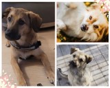 Adoptuj psa w Mysłowicach LISTA 10 psów do adopcji w naszym mieście 