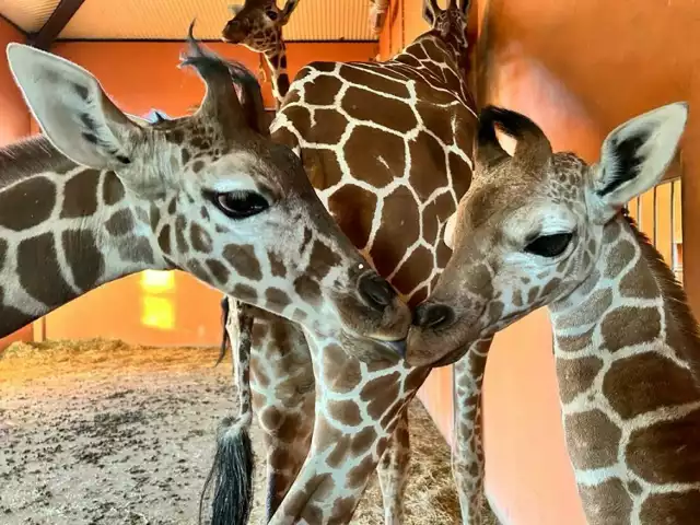 Narodziny żyrafy są drugimi narodzinami w Śląskim Ogrodzie Zoologicznym od siedmiu lat. To szczególny moment, ponieważ żyrafa siatkowana, jest gatunkiem zagrożonym wyginięciem.