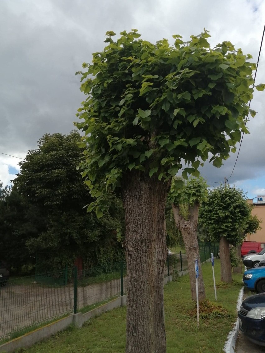 Głębokie podcięcia drzew w Sztutowie. Czytelnik alarmuje, wójt tłumaczy.