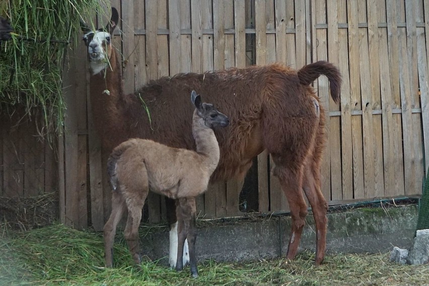 Lamy na wybiegu we wrocławskim zoo