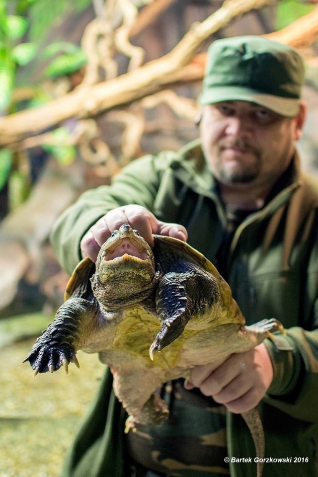 13.12 Zamojskie zoo dostało żółwia jaszczurowatego (ZDJĘCIA)

Do terrarium w zamojskim zoo trafił żółw jaszczurowaty. Drapieżnika z zalewu w Kutnie wyłowili latem pracownicy Fundacji Epicrates.