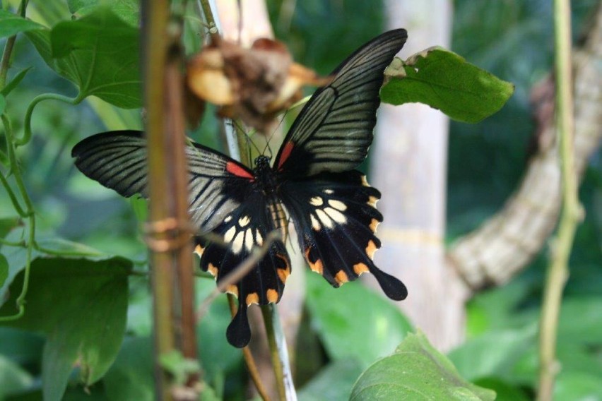 Palmiarnia Poznańska: Zobacz piękne motyle