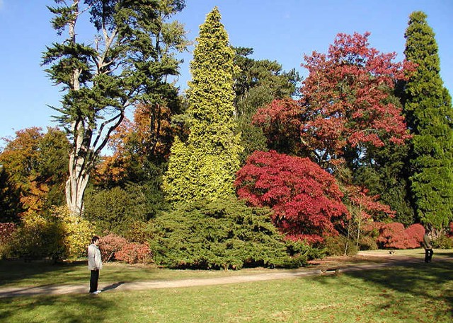 Westonbirt Arboretum w Anglii