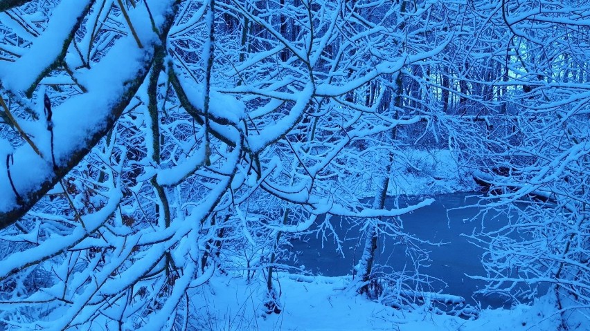 Zima w lasku zachodnim w Słupsku.