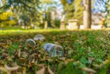 Nowy Sącz. Fundacja Nowe Kierunki zachęca do wspólnej akcji sprzątania Starego Cmentarza [ZDJĘCIA]