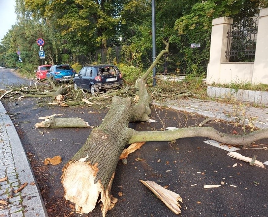 Drzewo runęło na samochód w centrum Łodzi. Konar usunęli strażacy ZDJĘCIA