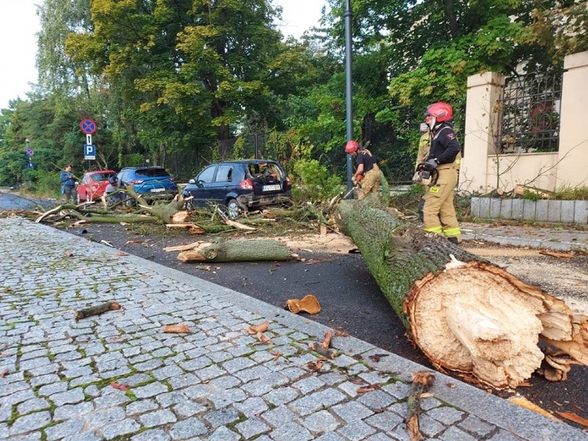 Drzewo runęło na samochód w centrum Łodzi. Konar usunęli strażacy ZDJĘCIA