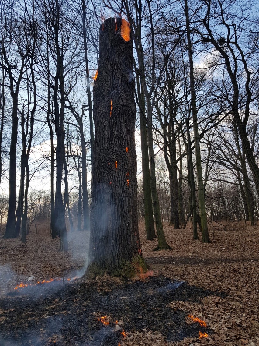 Podpalenie drzewa w parku w Baranowicach! Komu przeszkadzał pomnik przyrody? [ZDJĘCIA]