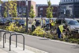 W Łodzi więcej drzew się wycinało niż sadziło - Raport Najwyższej Izby Kontroli. Ale plany są ogromne