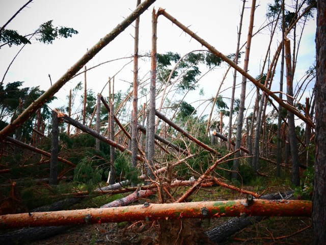 Wichura z 2017 roku zniszczyła las na trasie Rogowo - Niedźwiady (na zdjęciach).