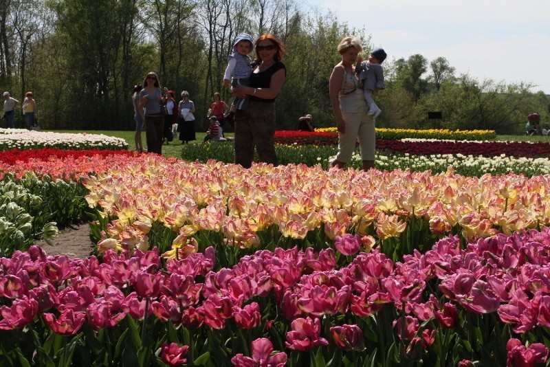 50 tys. tulipanów w łódzkim Ogrodzie Botanicznym (ZDJĘCIA)
