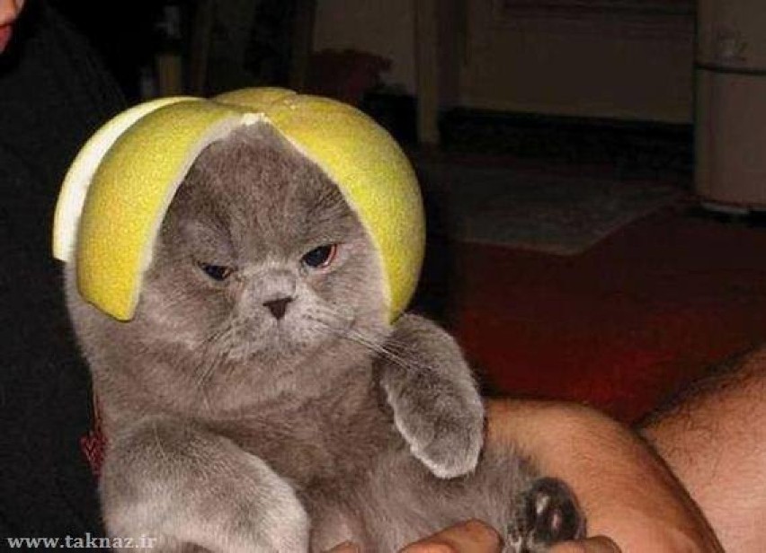 Koty w kapeluszach - fanpage dedykowany w całości dziwnemu...