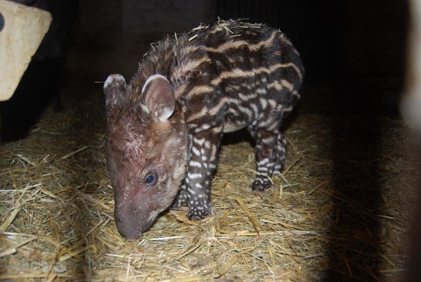 Ten mały tapirek urodził się jako pierwszy w tym roku w zoo