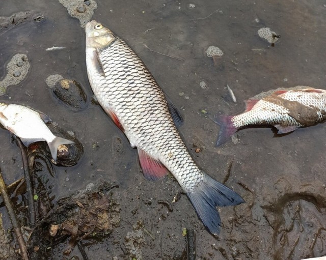 Wędkarze nadsyłają zdjęcia śniętych ryb w Odrze. Tych są setki...