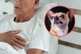 71-latek ledwo uszedł z życiem przez chihuahuę. 3 tygodnie spędził w szpitalu. Jakie są objawy wstrząsu septycznego?