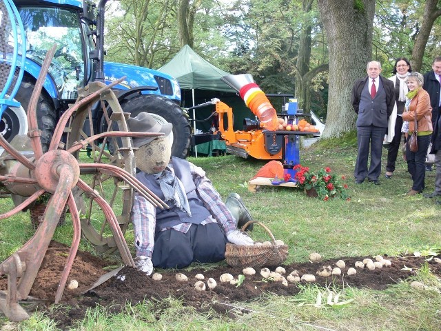 Dzień Ziemniaka w Kościerzynie