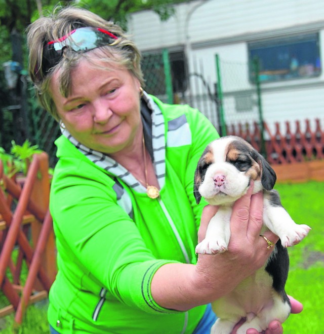 Wągrowczanka Grażyna Słomińska ma hodowlę psów rasy beagle. Ostatnio w jej domu pojawiło się sześć szczeniaczków