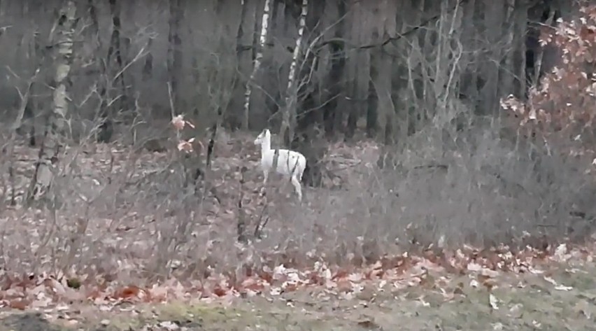 Niesamowite. Sarna albinos przechadzała się po lesie na Dolnym Śląsku! [ZDJĘCIA, FILM]