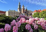 Kraków. Wawel pełen kwitnących kwiatów, wygląda jak z bajki [ZDJĘCIA]