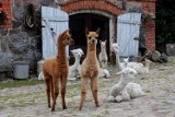 Alpaki, renifery, strusie: 8 agroturystyk dla dzieci z nietypowymi zwierzętami