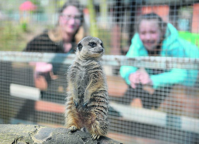 Majówka spędzona w zielonogórskim minizoo może być ciekawą lekcją przyrody w praktyce.