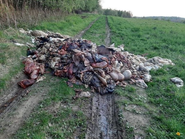 Ktoś porzucił blisko dwie tony zwierząt. Zwierzęta ginęły w męczarniach, zabijano je bez mechanicznego ogłuszenia.