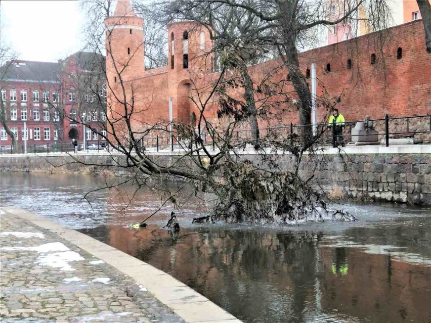 Ale lipa! Wyciągnęli drzewo z Iny w centrum Goleniowa