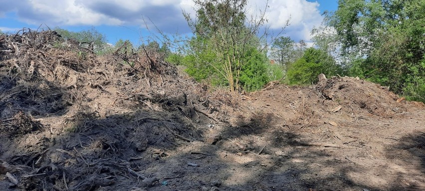 Na nieogrodzonym terenie na Junikowie ułożono hałdy korzeni...