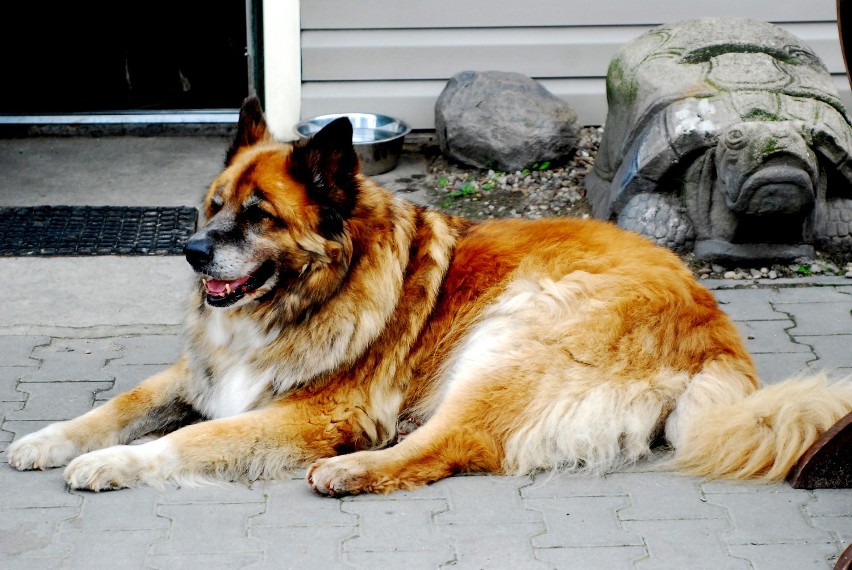 Schronisko Fauna w Rudzie Śląskiej