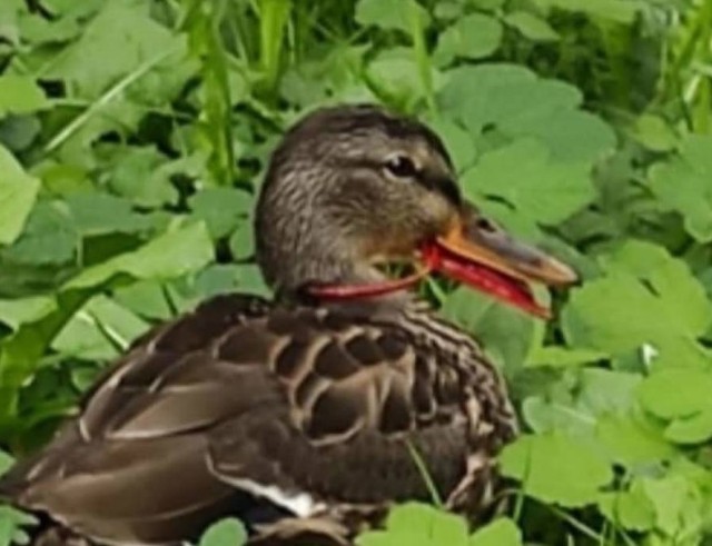 Jeśli wybierasz się na spacer do koszalińskiego parku, zwróć uwagę na kaczki. Jedna z nich pilnie potrzebuje pomocy człowieka.